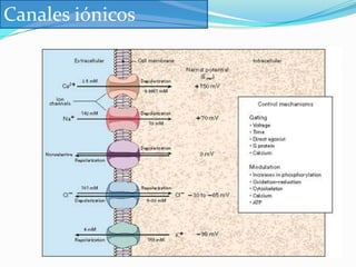  HPO4-2 (hidrógeno fosfato)