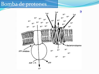  HCO3-  (bicarbonato)Importancia fisiológicaEstán distribuidos en dos compartimentos LEC:  Na+, Cl-, HCO3-, HPO4-2LIC:   K+,Ca+, Mg+