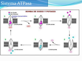 Importancia fisiológicaDeterminan :OsmolaridadEstado de hidrataciónpH del líquido intracelular y extracelularPotencial de membrana plasmática