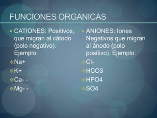 FUNCIONES ORGANICASCATIONES: Positivos, que migran al cátodo (polo negativo). Ejemplo:Na+
