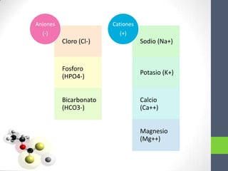 Aniones                 Cationes
  (-)                     (+)
          Cloro (Cl-)              Sodio (Na+)


          Fosforo
                                   Potasio (K+)
          (HPO4-)


          Bicarbonato              Calcio
          (HCO3-)                  (Ca++)


                                   Magnesio
                                   (Mg++)
 