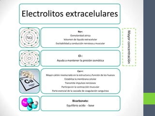 Electrolitos extracelulares




                                                                          Mayor concentración
                                    Na+:
                             Osmolaridad sérica
                      Volumen de liquido extracelular
               Excitabilidad y conducción nerviosa y muscular



                                    Cl-:
                Ayuda a mantener la presión osmótica


                                   Ca++:
      Mayor catión involucrado en la estructura y función de los huesos
                       Estabiliza la membrana celular
                       Transmite impulsos nerviosos
                    Participa en la contracción muscular
           Parte esencial de la cascada de coagulación sanguínea


                              Bicarbonato:
                         Equilibrio acido - base
 