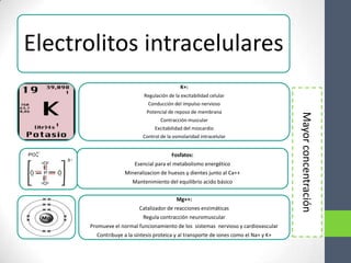 Electrolitos intracelulares
                                             K+:
                            Regulación de la excitabilidad celular
                              Conducción del impulso nervioso
                             Potencial de reposo de membrana




                                                                                      Mayor concentración
                                   Contracción muscular
                                 Excitabilidad del miocardio
                           Control de la osmolaridad intracelular


                                         Fosfatos:
                        Esencial para el metabolismo energético
                    Mineralizacion de huesos y dientes junto al Ca++
                       Mantenimiento del equilibrio acido básico


                                           Mg++:
                          Catalizador de reacciones enzimáticas
                           Regula contracción neuromuscular
      Promueve el normal funcionamiento de los sistemas nervioso y cardiovascular
        Contribuye a la síntesis proteica y al transporte de iones como el Na+ y K+
 