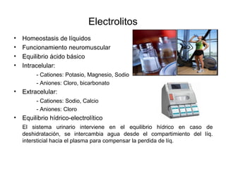 Electrolitos
• Homeostasis de líquidos
• Funcionamiento neuromuscular
• Equilibrio ácido básico
• Intracelular:
- Cationes: Potasio, Magnesio, Sodio
- Aniones: Cloro, bicarbonato
• Extracelular:
- Cationes: Sodio, Calcio
- Aniones: Cloro
• Equilibrio hídrico-electrolítico
El sistema urinario interviene en el equilibrio hídrico en caso de
deshidratación, se intercambia agua desde el compartimiento del líq.
intersticial hacia el plasma para compensar la perdida de líq.
 