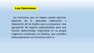 Las funciones que un órgano puede ejecutar,
depende de la adecuada ordenación y
disposición de los tejidos que lo componen. Una
agrupación de órganos especializados para una
función determinada, importante en su propia
magnitud constituyen un Sistema, que coordina
adecuadamente sus funciones entre sí.
Las funciones
 