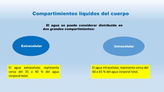 Compartimientos líquidos del cuerpo
El agua se puede considerar distribuida en
dos grandes compartimientos:
Extracelular Intracelular
El agua extracelular, representa
cerca del 35 a 40 % del agua
corporal total.
El agua intracelular, representa cerca del
60 a 65 % del agua corporal total.
 