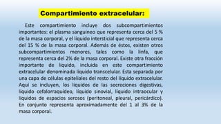 Este compartimiento incluye dos subcompartimientos
importantes: el plasma sanguíneo que representa cerca del 5 %
de la masa corporal, y el líquido intersticial que representa cerca
del 15 % de la masa corporal. Además de éstos, existen otros
subcompartimientos menores, tales como la linfa, que
representa cerca del 2% de la masa corporal. Existe otra fracción
importante de líquido, incluida en este compartimiento
extracelular denominada líquido transcelular. Esta separada por
una capa de células epiteliales del resto del líquido extracelular.
Aquí se incluyen, los líquidos de las secreciones digestivas,
líquido cefalorraquídeo, líquido sinovial, líquido intraocular y
líquidos de espacios serosos (peritoneal, pleural, pericárdico).
En conjunto representa aproximadamente del 1 al 3% de la
masa corporal.
Compartimiento extracelular:
 