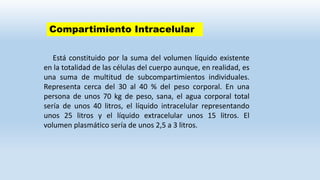 Está constituido por la suma del volumen líquido existente
en la totalidad de las células del cuerpo aunque, en realidad, es
una suma de multitud de subcompartimientos individuales.
Representa cerca del 30 al 40 % del peso corporal. En una
persona de unos 70 kg de peso, sana, el agua corporal total
sería de unos 40 litros, el líquido intracelular representando
unos 25 litros y el líquido extracelular unos 15 litros. El
volumen plasmático sería de unos 2,5 a 3 litros.
Compartimiento Intracelular
 