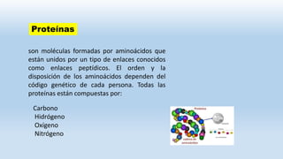 Proteínas
son moléculas formadas por aminoácidos que
están unidos por un tipo de enlaces conocidos
como enlaces peptídicos. El orden y la
disposición de los aminoácidos dependen del
código genético de cada persona. Todas las
proteínas están compuestas por:
Carbono
Hidrógeno
Oxígeno
Nitrógeno
 