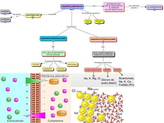 Na, K, Mg, Cl Bicarbonato,
Na, K, Ca,
Fosfato (Po)
Cloruro de
sodio (NaCl)
 