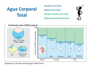 Agua Corporal Total 
Hombres: 0.6 x Peso 
Mujeres: 0.5 x Peso 
Hombre ancianos: 0.5 x Peso 
Mujeres ancianas: 0.45 x Peso 
Despopoulos, Color Atlas of Physiology © 2003 Thieme  