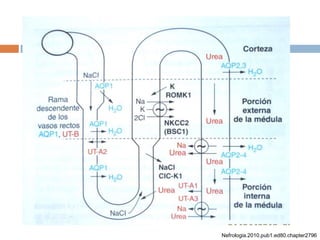 Nefrologia.2010.pub1.ed80.chapter2796
 