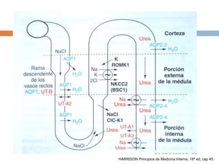 HARRISON Principios de Medicina Interna, 18ª ed, cap 45.
 