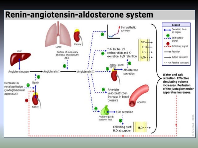 raas system flowchart electrolyte balance in critically ill patients raas system flowchart electrolyte balance in critically ill patients