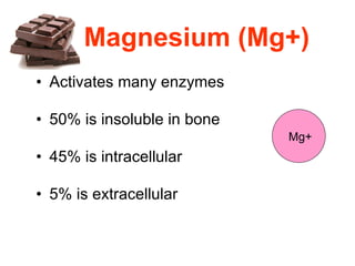Magnesium (Mg+) Activates many enzymes  50% is insoluble in bone  45% is intracellular  5% is extracellular Mg+ 