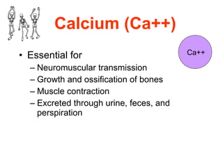 Calcium (Ca++) Essential for  Neuromuscular transmission  Growth and ossification of bones  Muscle contraction  Excreted through urine, feces, and perspiration Ca++ 