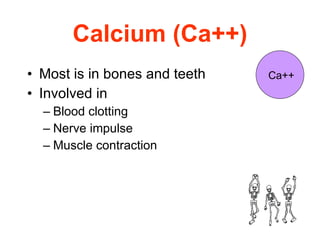 Calcium (Ca++) Most is in bones and teeth Involved in Blood clotting Nerve impulse Muscle contraction Ca++ 