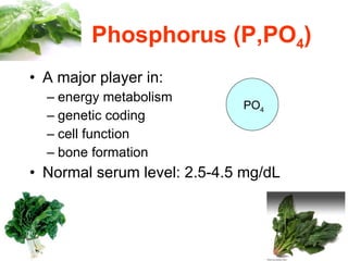 Phosphorus (P,PO 4 ) A major player in: energy metabolism genetic coding cell function bone formation Normal serum level: 2.5-4.5 mg/dL PO 4 