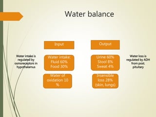 Water balance
Input Output
Water intake:
Fluid 60%
Food 30%
Urine 60%
Stool 8%
Sweat 4%
Water of
oxidation 10
%
Insensible
loss 28%
(skin, lungs)
Water intake is
regulated by
osmoreceptors in
hypothalamus
Water loss is
regulated by ADH
from post.
pituitary
 