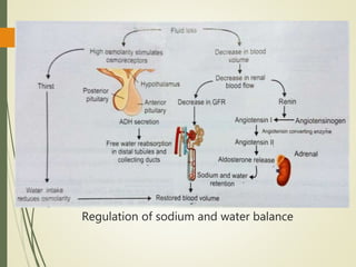 Regulation of sodium and water balance
 