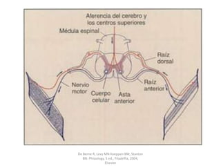 De Berne R, Levy MN Koeppen BM, Stanton BN: Phisiology, 5 ed., Filadelfia, 2004, Elsevier