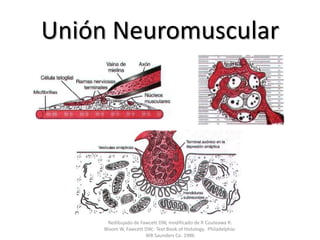 Unión NeuromuscularRedibujado de Fawcett DW, modificado de R Couteawx R: Bloom W, Fawcett DW;: TextBook of Histology.  Philadelphia: WB Saunders Co. 1986