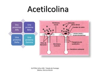 AcetilcolinaGUYTON, Arthur MD.  Tratado de Fisiología Médica. Décima Edición