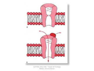 GUYTON, Arthur MD.  Tratado de Fisiología Médica. Décima Edición