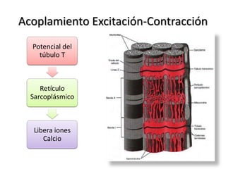 Acoplamiento Excitación-Contracción
