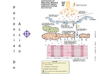 Potencial De Acción