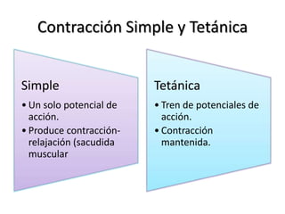 Contracción Simple y Tetánica