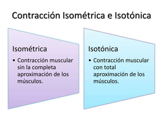 Contracción Isométrica e Isotónica