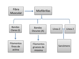 Fibra MuscularMiofibrillasBandas Claras (I)Bandas Oscuras (A)Línea ZLínea ZSarcómeroFilamentos finos de actinaFilamentos gruesos de miosina