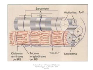 De Berne R, Levy MN Koeppen BM, Stanton BN: Phisiology, 5 ed., Filadelfia, 2004, Elsevier