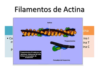 Filamentos de Actina