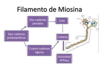 Filamento de Miosina