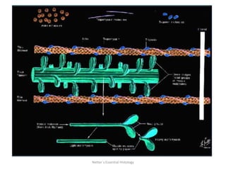Netter´s Essential Histology