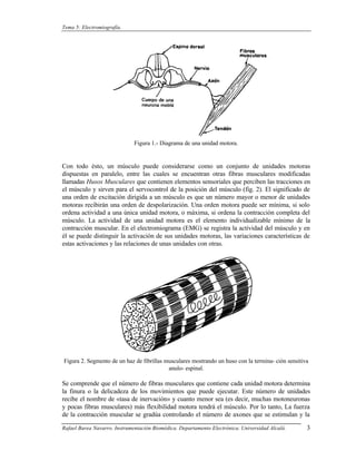 Tema 5: Electromiografía.




                              Figura 1.- Diagrama de una unidad motora.


Con todo ésto, un músculo puede considerarse como un conjunto de unidades motoras
dispuestas en paralelo, entre las cuales se encuentran otras fibras musculares modificadas
llamadas Husos Musculares que contienen elementos sensoriales que perciben las tracciones en
el músculo y sirven para el servocontrol de la posición del músculo (fig. 2). El significado de
una orden de excitación dirigida a un músculo es que un número mayor o menor de unidades
motoras recibirán una orden de despolarización. Una orden motora puede ser mínima, si solo
ordena actividad a una única unidad motora, o máxima, si ordena la contracción completa del
músculo. La actividad de una unidad motora es el elemento individualizable mínimo de la
contracción muscular. En el electromiograma (EMG) se registra la actividad del músculo y en
él se puede distinguir la activación de sus unidades motoras, las variaciones características de
estas activaciones y las relaciones de unas unidades con otras.




Figura 2. Segmento de un haz de fibrillas musculares mostrando un huso con la termina- ción sensitiva
                                           anulo- espinal.

Se comprende que el número de fibras musculares que contiene cada unidad motora determina
la finura o la delicadeza de los movimientos que puede ejecutar. Este número de unidades
recibe el nombre de «tasa de inervación» y cuanto menor sea (es decir, muchas motoneuronas
y pocas fibras musculares) más flexibilidad motora tendrá el músculo. Por lo tanto, La fuerza
de la contracción muscular se gradúa controlando el número de axones que se estimulan y la

Rafael Barea Navarro. Instrumentación Biomédica. Departamento Electrónica. Universidad Alcalá.      3
 