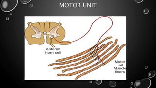 MOTOR UNIT
 