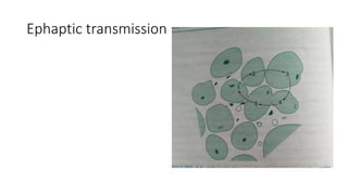 Ephaptic transmission
 
