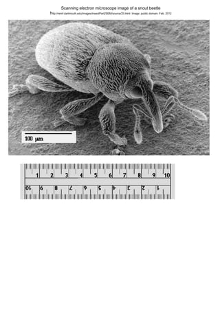 Scanning electron microscope image of a snout beetle
http://remf.dartmouth.edu/images/insectPart2SEM/source/20.html   Image: public domain. Feb. 2012
 