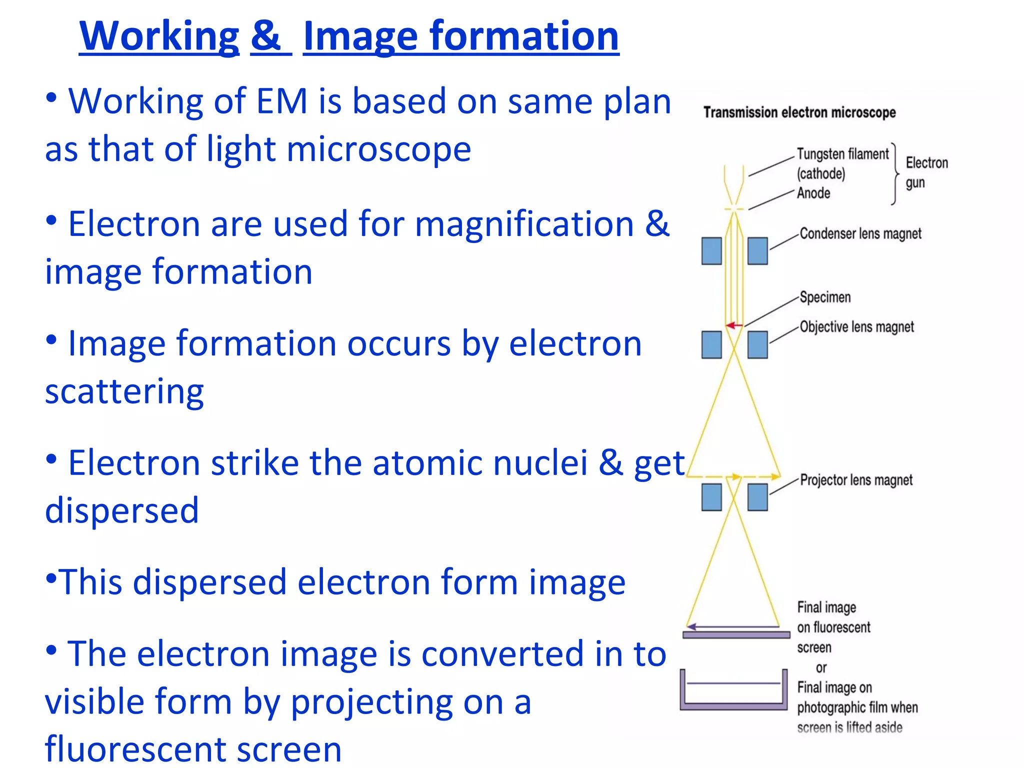 Working   &  Image formation Working of EM is based on same plan as that of light microscope Electron are used for magnification & image formation Image formation occurs by electron scattering Electron strike the atomic nuclei & get dispersed This dispersed electron form image The electron image is converted in to visible form by projecting on a fluorescent screen  