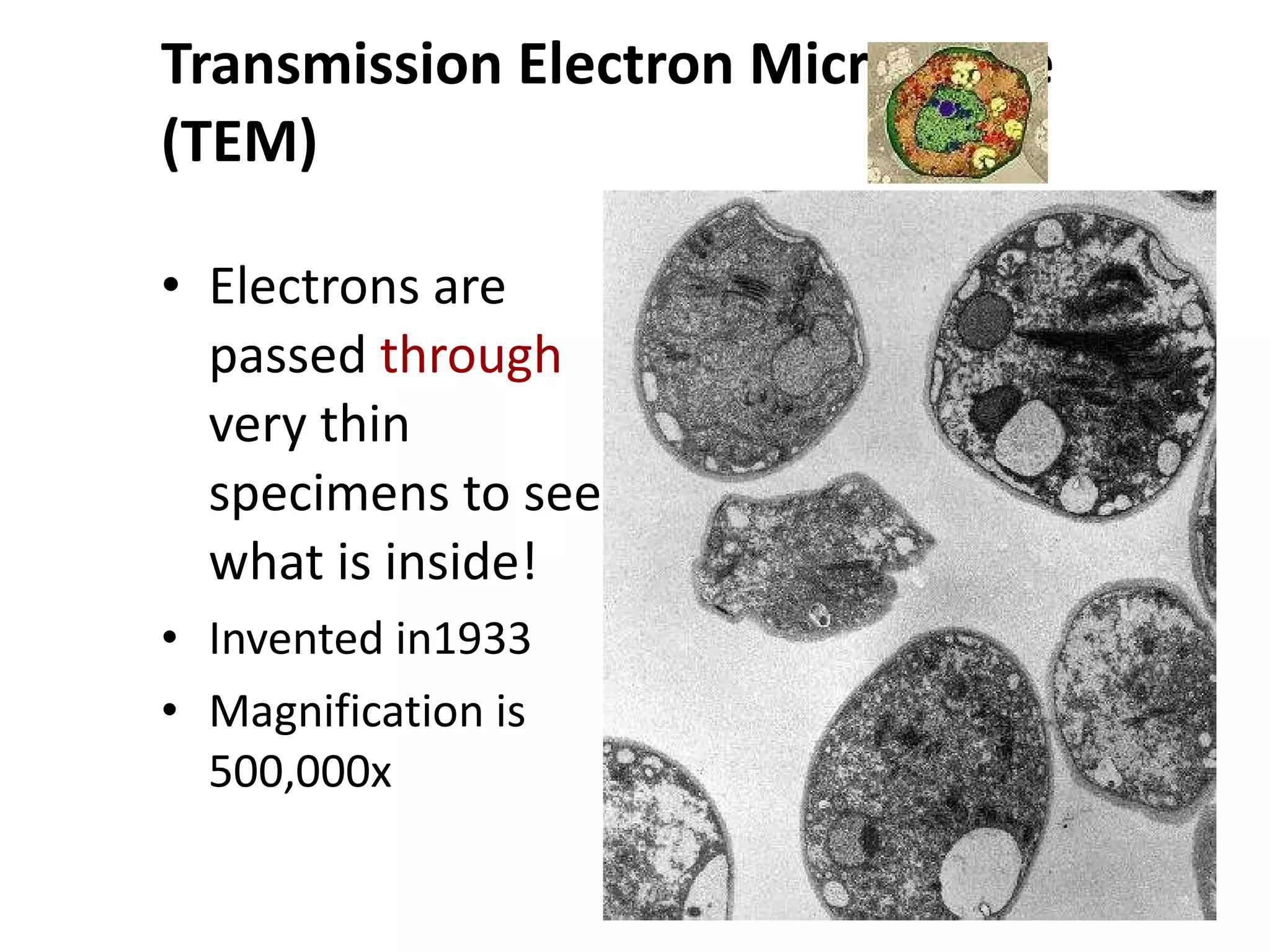 Transmission Electron Microscope (TEM) Electrons are passed  through  very thin specimens to see what is inside! Invented in1933  Magnification is 500,000x 