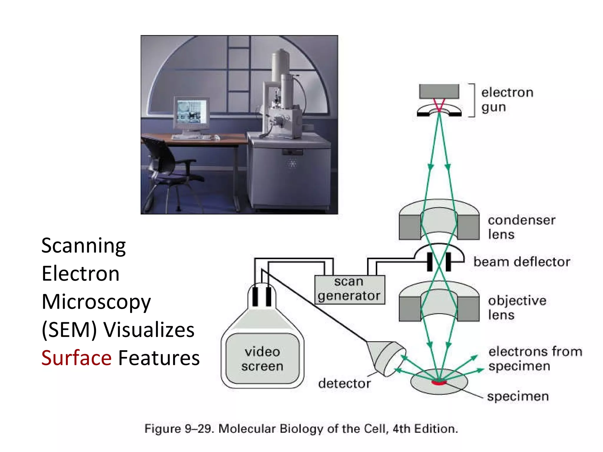 Scanning Electron Microscopy (SEM) Visualizes  Surface  Features 