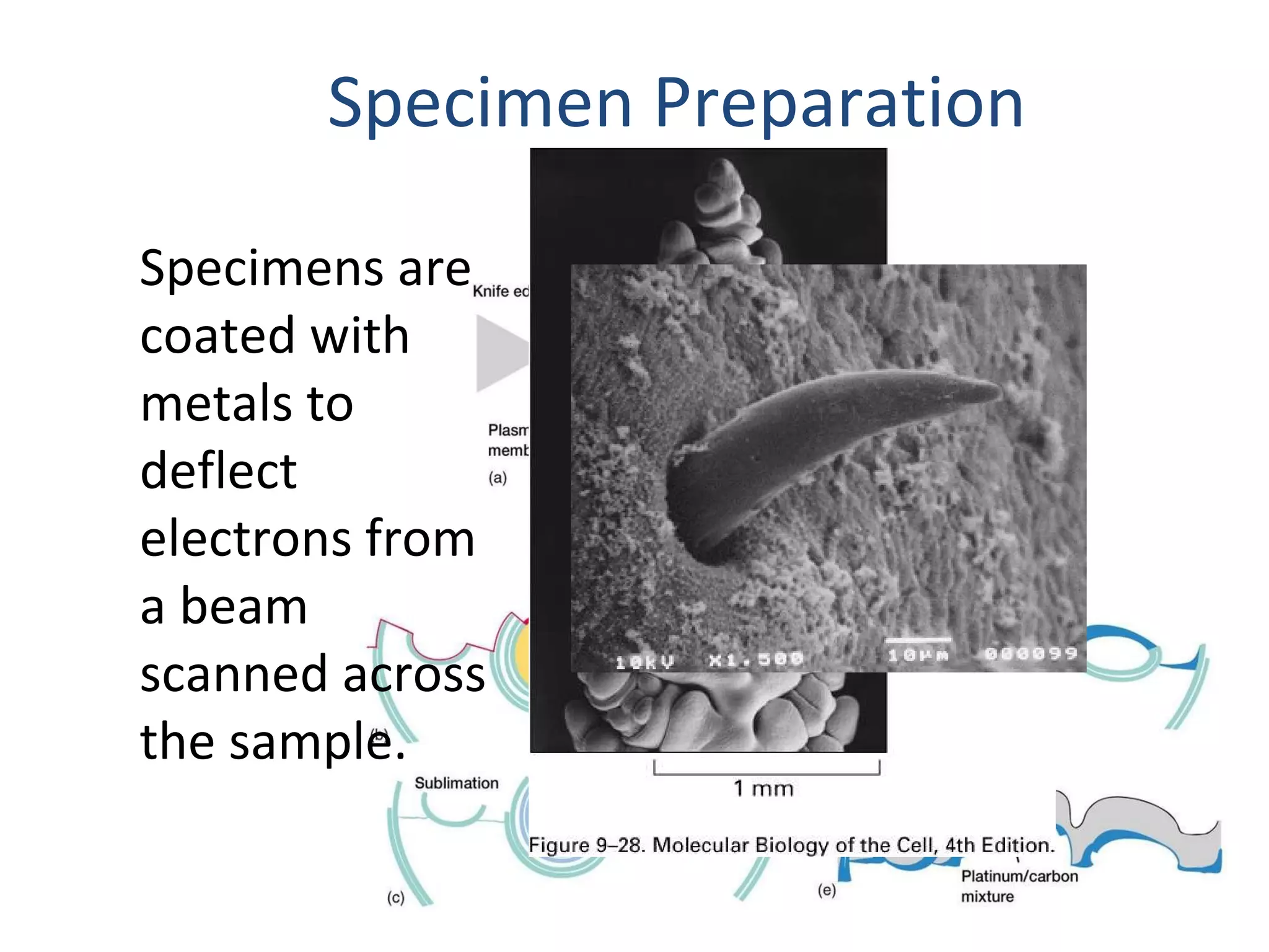 Specimen Preparation Specimens are coated with metals to deflect electrons from a beam scanned across the sample. 