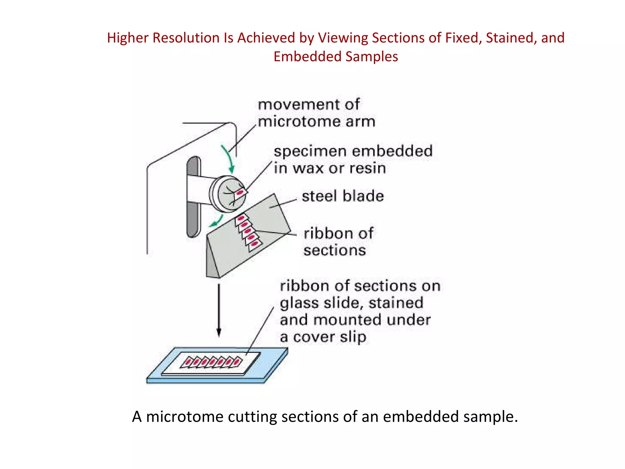 Higher Resolution Is Achieved by Viewing Sections of Fixed, Stained, and Embedded Samples A microtome cutting sections of an embedded sample. 