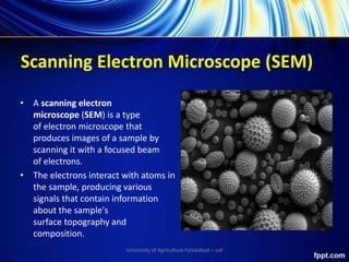 Scanning Electron Microscope (SEM)
• A scanning electron
microscope (SEM) is a type
of electron microscope that
produces images of a sample by
scanning it with a focused beam
of electrons.
• The electrons interact with atoms in
the sample, producing various
signals that contain information
about the sample's
surface topography and
composition.
University of Agriculture Faisalabad – uaf
 
