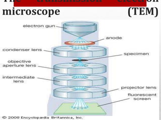 The transmission electron
microscope (TEM)
 