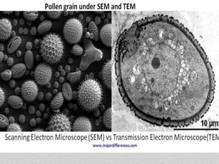 Electron microscope
