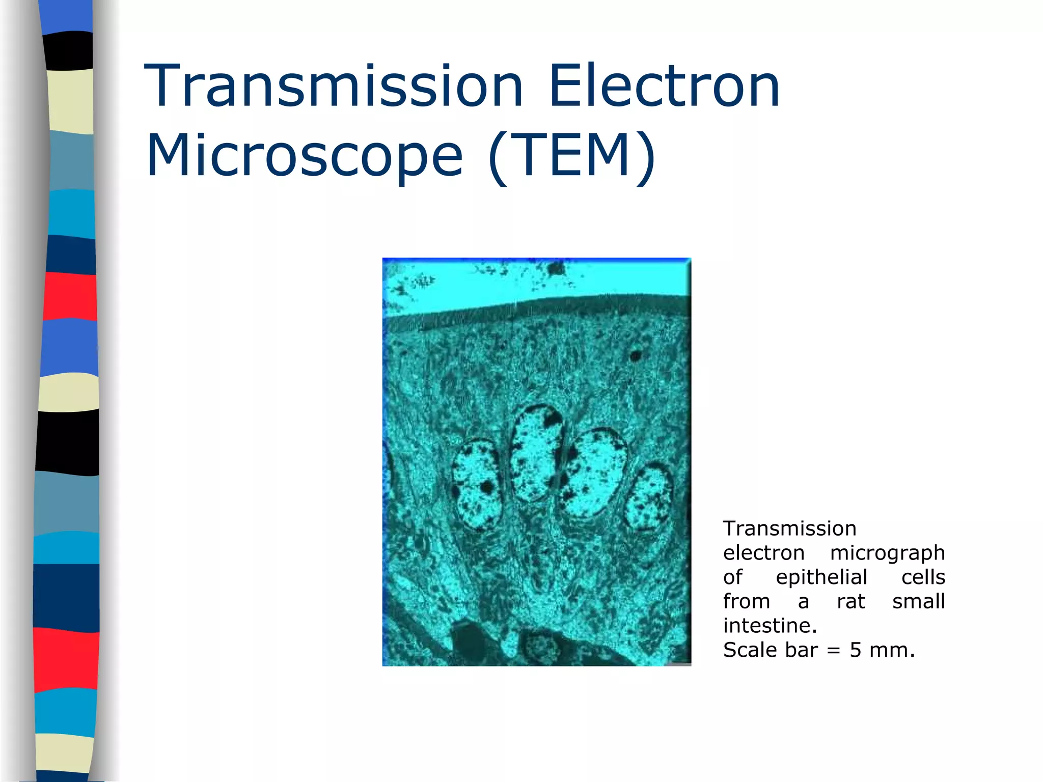 Transmission Electron Microscope (TEM) Transmission electron micrograph of epithelial cells from a rat small intestine.  Scale bar = 5 mm. 